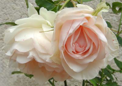Rose de Charance