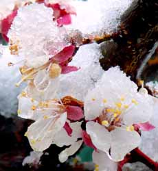Fleur d'abricotier sous la neige